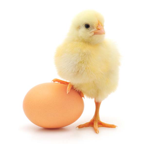 Science in School: Which came first, the Chicken or the Egg: Answered?
