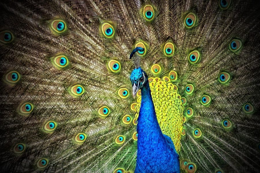 Science in School: Fancy Feathers: Crazy Pretty!