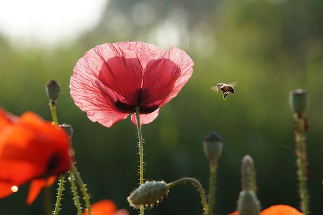 Science in School: RoboBees! A Bee-Inspired Drone