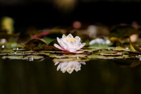 Becoming a Stoic: Philosophy for Everyday Life