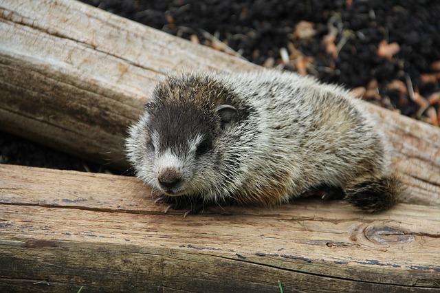 Groundhog Day 2022
