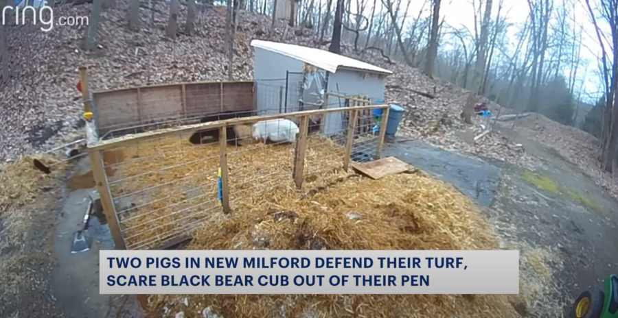 Brave Pigs Fend off Giant Black Bear!
