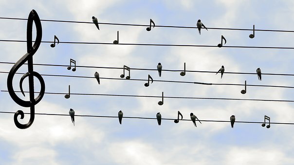 Science in School: Fancy Feathers: Weirdly Musical?