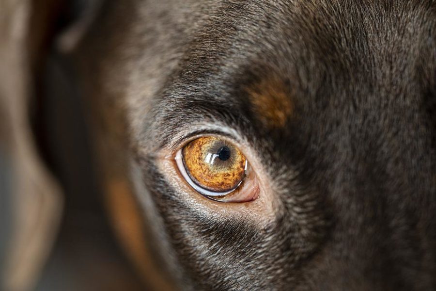 Science in School: Glowing Eyes? - You (and your Dog) are not Alone